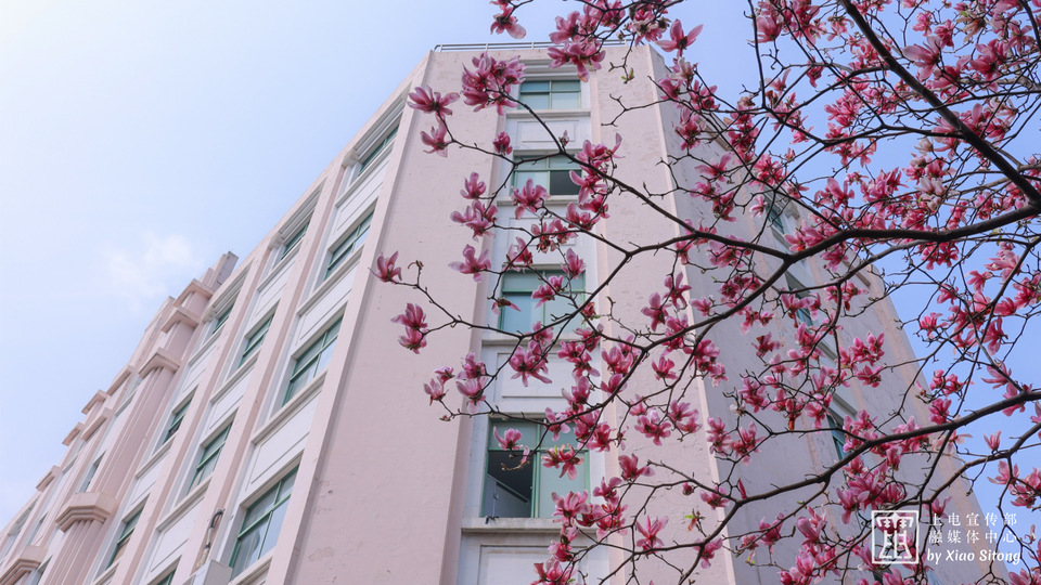 杨浦校区玉兰花